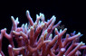 Birdnest, Red/Pink w/Yellow Tips :: 52252