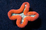 Red/Green Lobophyllia Brain Coral :: 52278