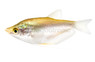 Moonlight Gourami :: 54220
