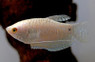 Platinum Gourami :: 56820