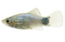 Blue Platy :: 57764