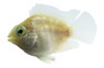 Parrot Platinum Mini :: 58648