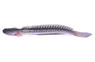 Prehistoric Dragon Goby :: 60701
