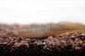 Yellow Tail Spiney Eel :: 67952
