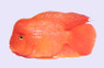 Flowerhorn Red Mammon Male 'Hump-head' (A grade) :: 70846