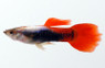 Tux Silver Red Guppy, Male :: 72331
