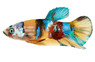 Koi, Male :: 78696