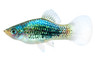Green Lantern Platy :: 79014
