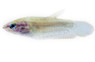 Croaking Gourami :: 79613
