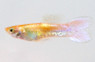 Super Golden Cobra Guppy, Male :: 80195