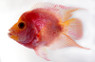 Flowerhorn Short Body Gold Trimarcu :: 84325