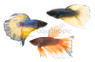 Mustard Fancy, Male :: 85103