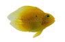 Parrot Yellow Heart :: 85238