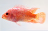 Flowerhorn Golden Trimarcu :: 87777