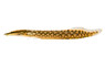 Tire-Track Zig-Zag Eel :: 15460