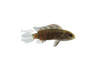 Badis :: 24993