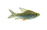 Flagtail Redfin :: 25512