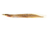 Zig Zag Barred Spiny Eel :: 52796