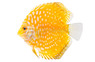 Pigeon Blood Yellow Discus :: 15745