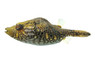 Humpback Dragon Pufferfish :: 38660