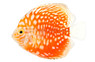 Stardust Discus :: 49160