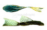 Sailfin Bushy Nose Plecostomus :: 50052