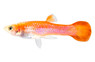 Pink Custard Guppy, Male  :: 66604