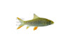 Lemon Fin Jerdon's Barb :: 08063