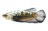 Male HMPK Black Mamba :: 10602