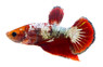 HMPK Red Samurai, Male :: 10607