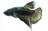 HMPK Black Copper, Male :: 10608
