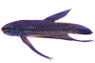 Smaragdina Rainbow, Male :: 10619