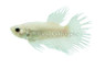 Platinum Crowntail Betta, Male :: 10623
