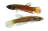 Pair Macrostoma :: 10900