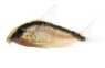 Arcuatus Skunk :: 17004