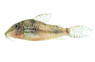 Reynolds Longnose :: 17050