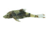 Otocinclus Marbled :: 17339