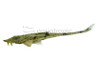 Loricaria Lizard :: 17340