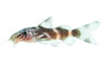 Hybrid "Arbiliniata" :: 17402