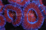 Red/Purple Acanthastrea Coral :: 61162