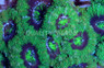 UFO Acanthastrea Coral :: 61241