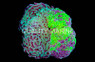 Branching Hammer Coral :: 62410