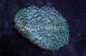 Pink Goniastrea Coral :: 62411