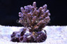 Blue Vaughani Acropora Coral :: 66082