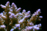 Blue Tip Green Loripes Acropora Coral :: 66086