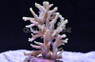 Green Caroliniana Acropora Coral :: 66103