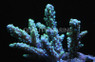 Green Horrida Acropora Coral :: 66112