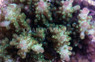 Secale Acropora Coral :: 66115