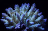 Ultra Secale Acropora Coral :: 66116