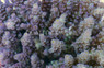 Tenuis Acropora Coral :: 66120